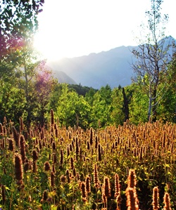 Field with trees and flowers