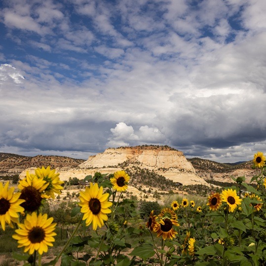 Sunflowers with butte in background