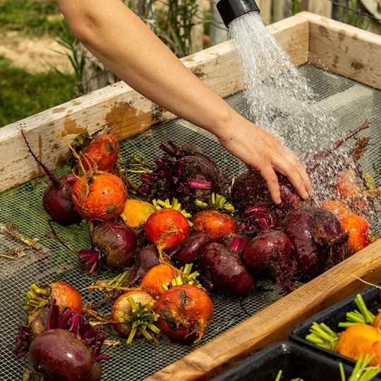 Washing root vegetables
