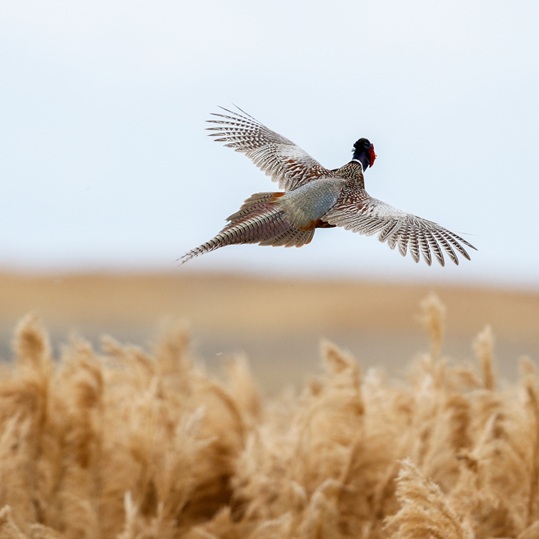 Bird flying over wheat field