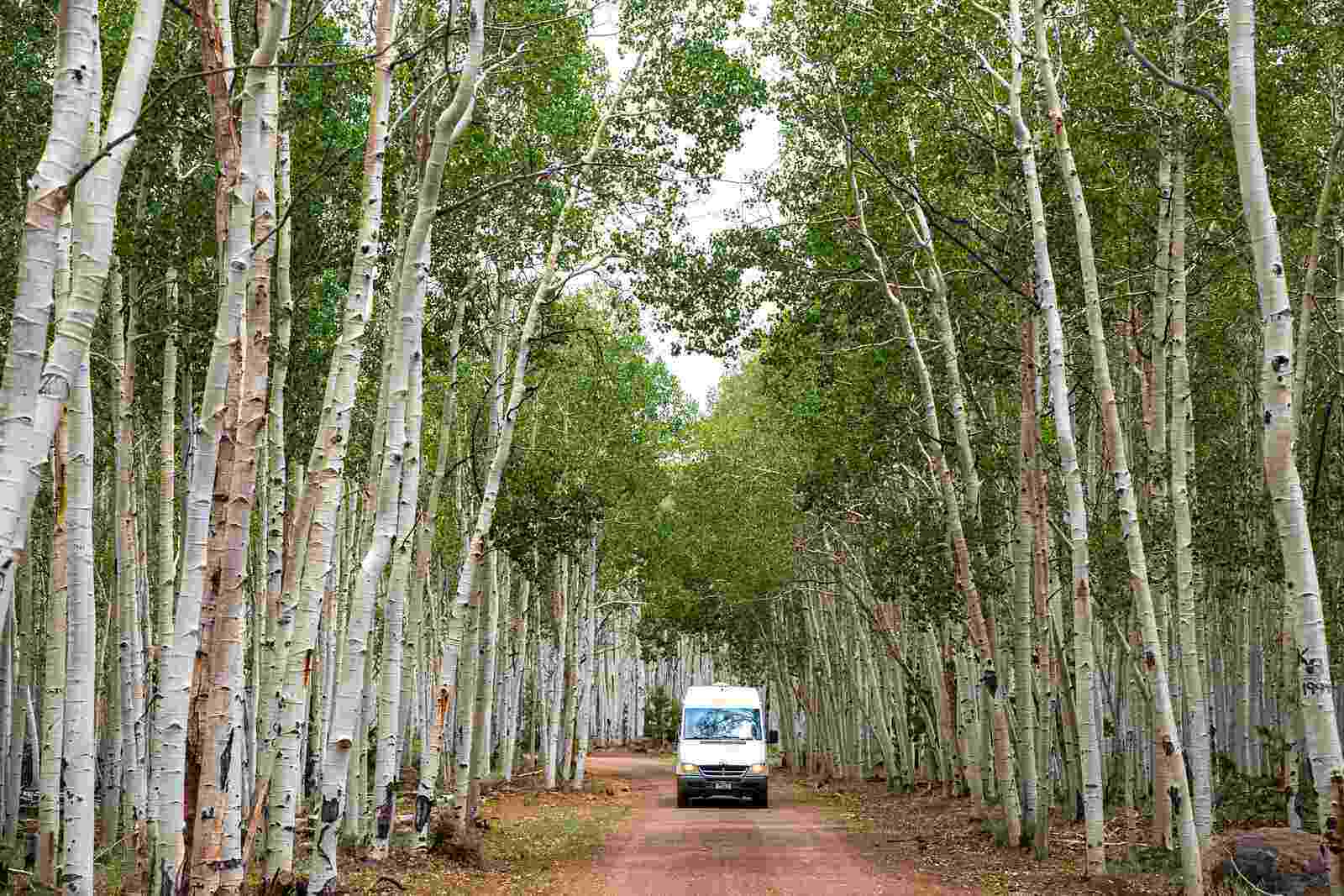 Car traveling on road with tall tress on both sides