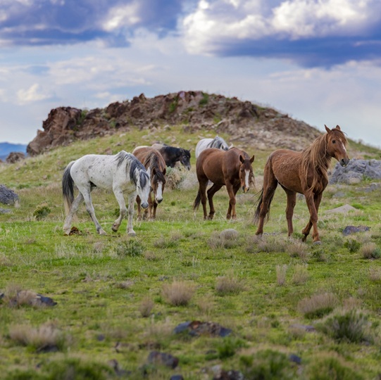 Wild horses on a hill