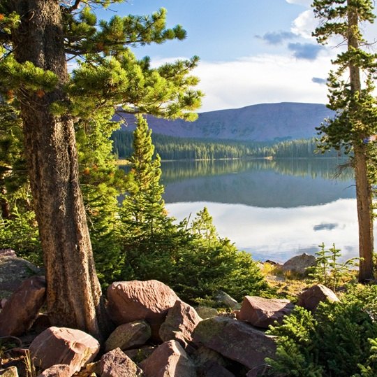 Forest trees, lake and mountains