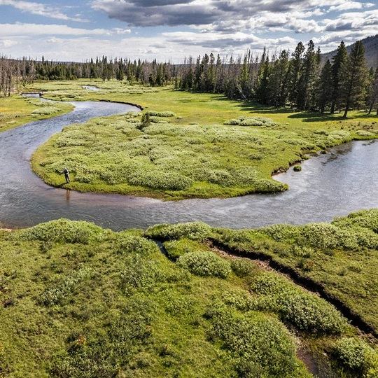 Winding river through green marshes next to a forest